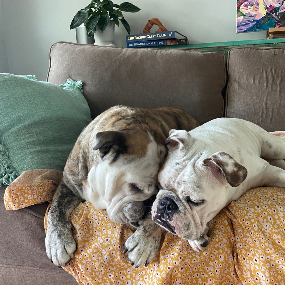 A A Comet Dog Training Services - Bubba and Bruno - Pet Training Near Me