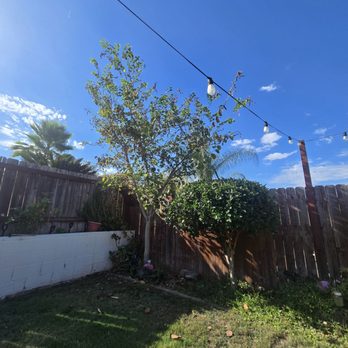 Tapia Tree Services - Now you see it... - Tree Services Near Me Tapia Tree Services - Now you see it... - Tree Services Near Me