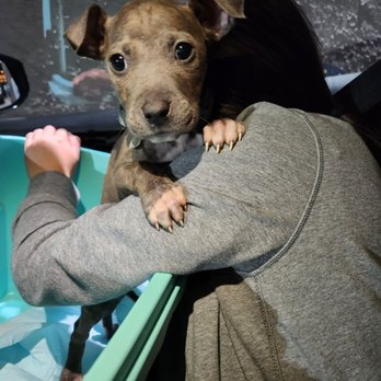 TrueCare for pets - My baby Hades - Veterinarians Near Me - Studio City, California TrueCare for pets - My baby Hades - Veterinarians Near Me - Studio City, California