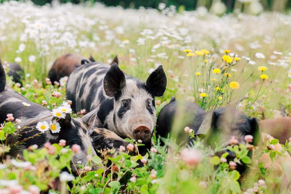 Alluvial Farms by null