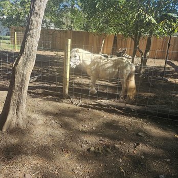 The Learning Zoo - Pony - Petting Zoos Near Me - Conroe, Texas