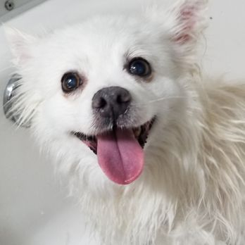 Paw Zone Mobile - Pet Groomers Near Me - Santa Rosa, California
