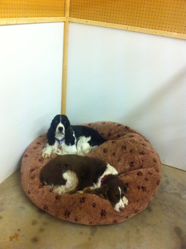 RYAN’S REST DOG BOARDING & TRAINING Updated August 2024 13298 Pete