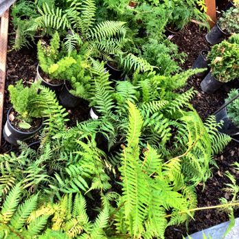 Alamo Ace Hardware - Ferns - Hardware Stores Near Me - Alamo, California Alamo Ace Hardware - Ferns - Hardware Stores Near Me - Alamo, California