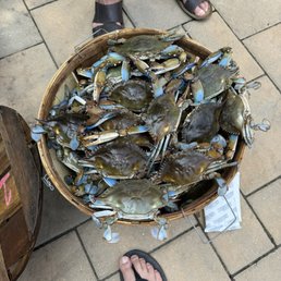 Bushel of blue crab