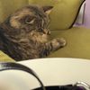 The Cat Lady Cafe gift card