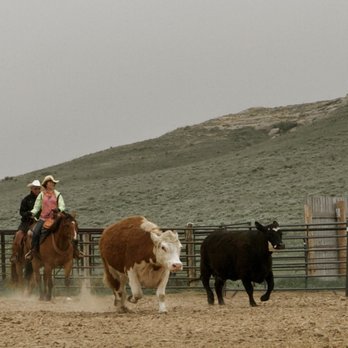 Colorado Cattle Company - Cowboy Games: Cutting, Sorting, Team Penning, Barrel Racing - Horseback Riding Near Me - New Raymer, Colorado Colorado Cattle Company - Cowboy Games: Cutting, Sorting, Team Penning, Barrel Racing - Horseback Riding Near Me - New Raymer, Colorado