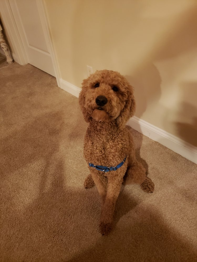 COMPREHENSIVE CANINE TRAINING Updated September 2024 17 Photos