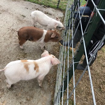 Busy Barns Adventure Farm - The pigs didn't even smell - Attraction Farms Near Me - Fort Atkinson, Wisconsin Busy Barns Adventure Farm - The pigs didn't even smell - Attraction Farms Near Me - Fort Atkinson, Wisconsin