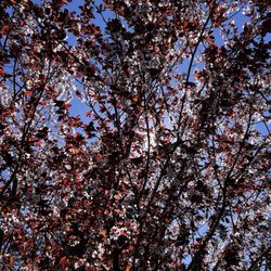 John D. Morgan Park - Beautiful flower trees