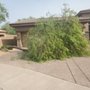 Photo of Tree Workers of Phoenix