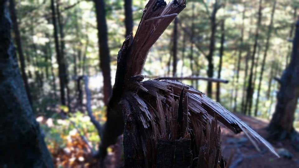 COGGSHALL PARK Updated October 2024 36 Photos 65 Electric Ave