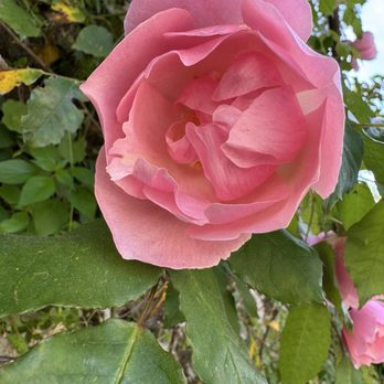 Villa Rufolo - Roses in the garden - Botanical Gardens Near Me - Ravello, SA
