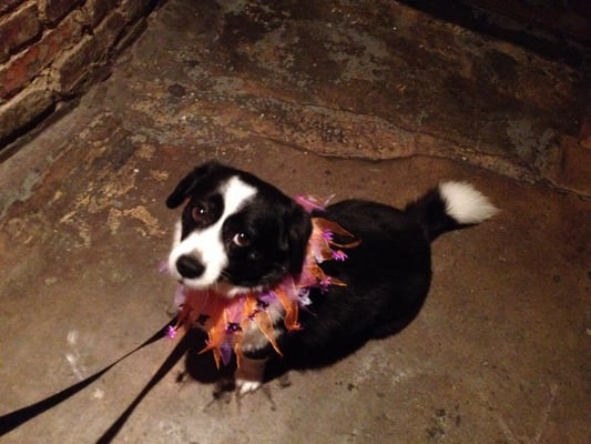 Showtime Lounge by null