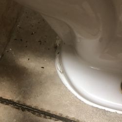 Buongiorno Restaurant - Mice droppings