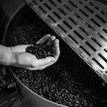 Mission Coffee - a person holding a handful of coffee beans - Coffee Roasteries Near Me - Columbia, Tennessee Mission Coffee - a person holding a handful of coffee beans - Coffee Roasteries Near Me - Columbia, Tennessee