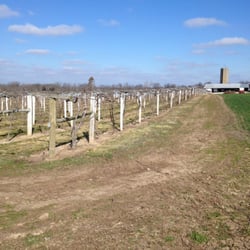Grapes vineyard