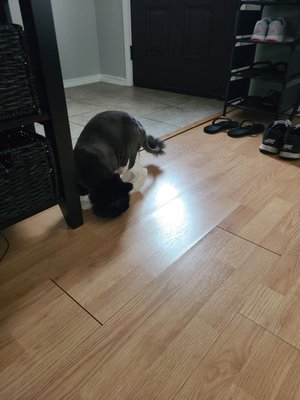 carolyn's cat grooming