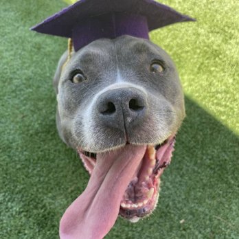 The Doggo - Pet Training Near Me The Doggo - Pet Training Near Me