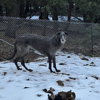 Canine Education - Snow up on Palomar Mountain! Scottish Deerhound, Rhea. - Pet Training Near Me - San Diego, California Canine Education - Snow up on Palomar Mountain! Scottish Deerhound, Rhea. - Pet Training Near Me - San Diego, California