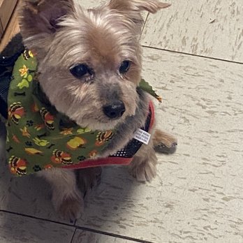Fantastic Breeds - Puppies - Pet Groomers Near Me - Tappan, New York Fantastic Breeds - Puppies - Pet Groomers Near Me - Tappan, New York