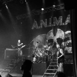 El Teatro Flores - ANIMAL