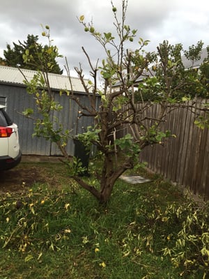 Cassio Restaurant and Pizzeria by null