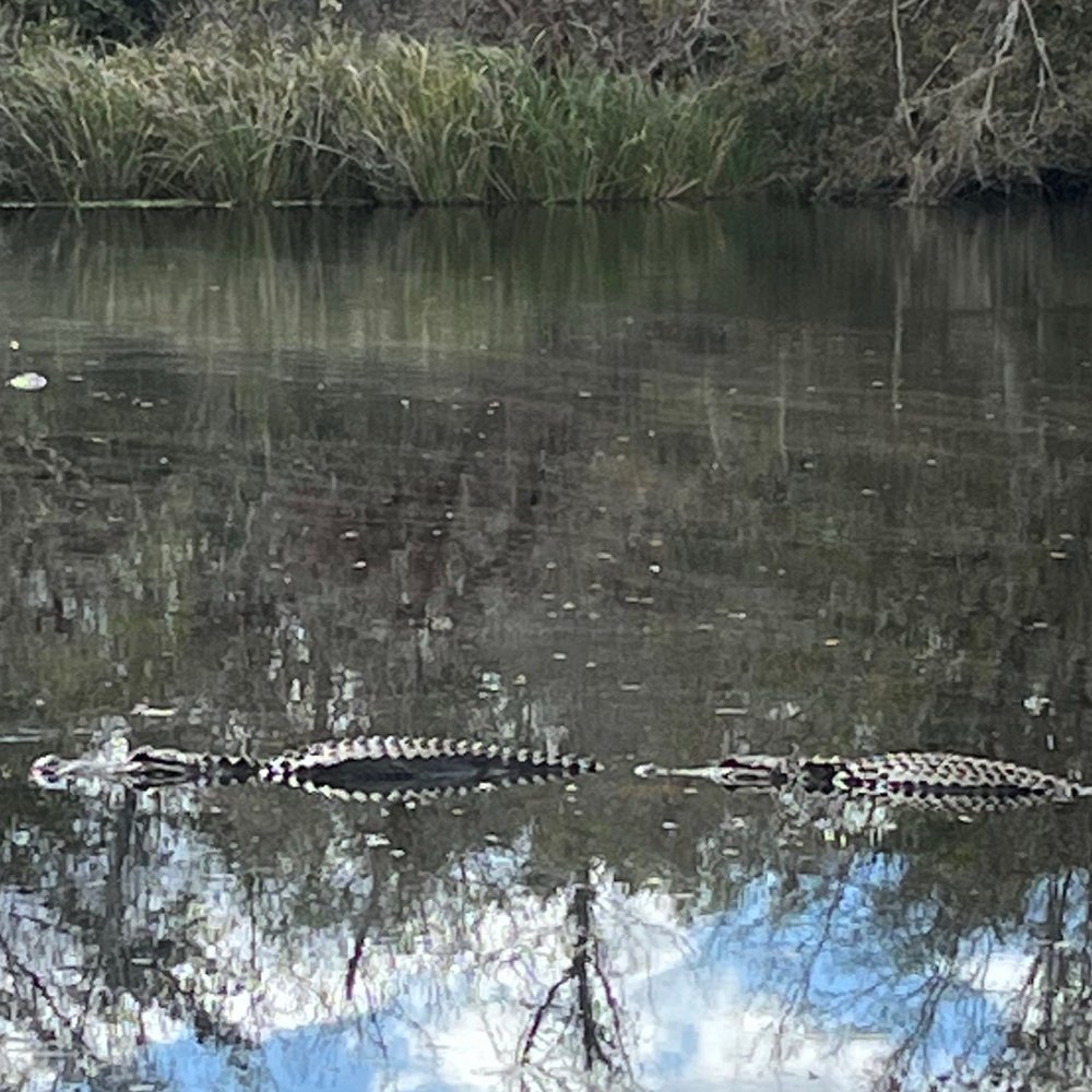 Fakahatchee Strand Preserve State Park - Parks Near Me - Copeland, Florida