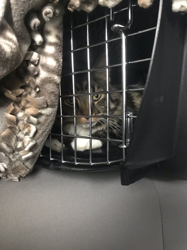 AFTERHOURS VETERINARY CARE Updated August 2024 13 Photos & 10