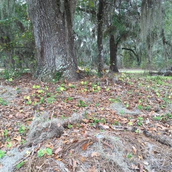 Prarie Creek Conservation Cemetery - Funeral Services & Cemeteries Near Me - Gainesville, Florida Prarie Creek Conservation Cemetery - Funeral Services & Cemeteries Near Me - Gainesville, Florida