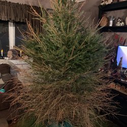 Palmer Christmas Tree Farm