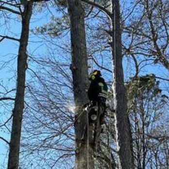 Kenny's Tree Removal - Removing a tall pine tree in Willow Spring, NC. - Tree Services Near Me - Lillington, North Carolina