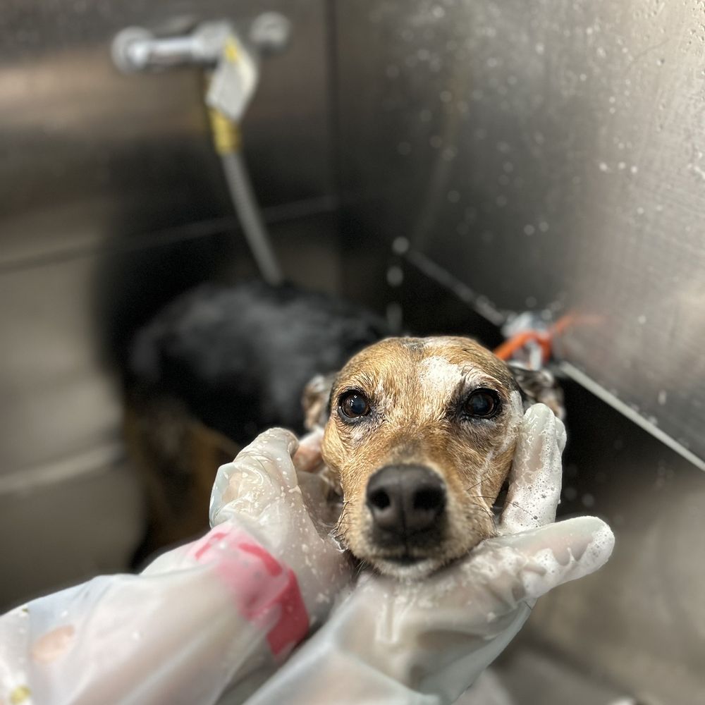 Pet Beloved - Update photo from the owners - Pet Groomers Near Me - San Diego, California Pet Beloved - Update photo from the owners - Pet Groomers Near Me - San Diego, California