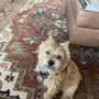 Photo of Elfin Norwich Terriers