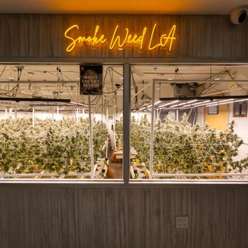 Semilla - Semilla Dispensary Cannabis Grow See Through Cultivation Window. Best Dispensary in Los Angeles Near Sun Valley - Cannabis Clinics Near Me - Los Angeles, California Semilla - Semilla Dispensary Cannabis Grow See Through Cultivation Window. Best Dispensary in Los Angeles Near Sun Valley - Cannabis Clinics Near Me - Los Angeles, California