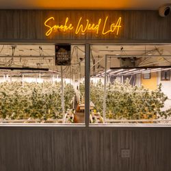 Semilla - Semilla Dispensary Cannabis Grow See Through Cultivation Window. Best Dispensary in Los Angeles Near Sun Valley