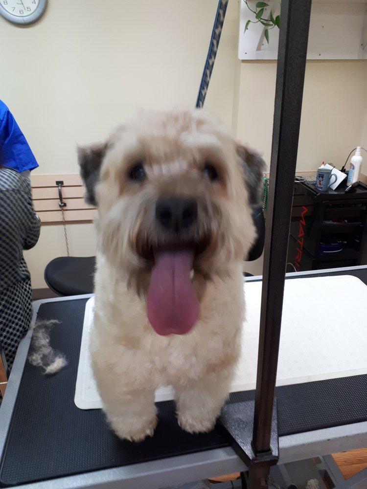 WHITEMUD PET GROOMING SALON Updated September 2024 24 Photos 5805