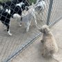 Photo of Ruby Grant Dog Park