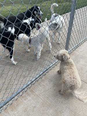 Ruby Grant Dog Park