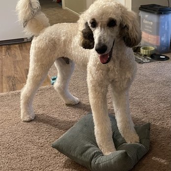 Brush & Pupps Grooming - Poodle puppy haircut - Pet Groomers Near Me - Pomona, California