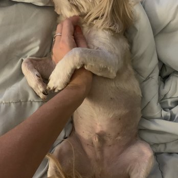Pin Up Pets - Shaved belly! No cuts! Was so matted before. Much better now :) - Pet Groomers Near Me - Chandler, Arizona Pin Up Pets - Shaved belly! No cuts! Was so matted before. Much better now :) - Pet Groomers Near Me - Chandler, Arizona