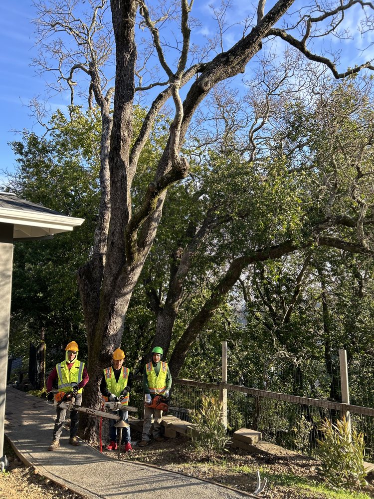 Branching out tree service  - tree service in Novato, CA