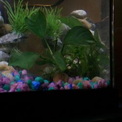 Fishtery LFS - Live plants we purchased from Fishtery