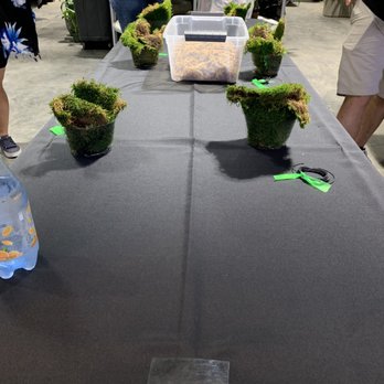 Exotic Plants - Table setting - Nurseries & Gardening Near Me - Sacramento, California Exotic Plants - Table setting - Nurseries & Gardening Near Me - Sacramento, California