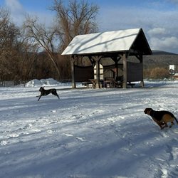 Waterbury Dog Park - Our dogs at Waterbury Dog Park