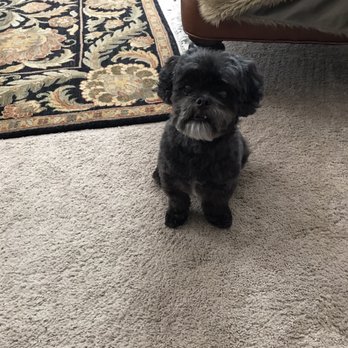 Lucie's Barkingham Palace - After grooming at Lucie's! So many compliments they did an excellent job and can't wait to bring them back. - Pet Groomers Near Me - Malvern, Pennsylvania