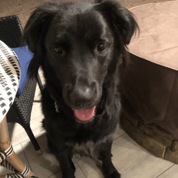 Sonoran Pawz - Pet Groomers Near Me - Scottsdale, Arizona Sonoran Pawz - Pet Groomers Near Me - Scottsdale, Arizona