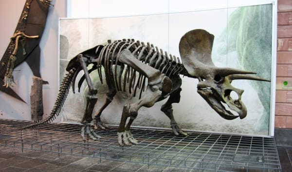 Senckenberg Nature Museum by null