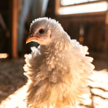 Maranatha Farms - Our animals have full exposure to sunlight, fresh air, rotation into new land and healthy diets. - Ranches Near Me - Forest, Virginia Maranatha Farms - Our animals have full exposure to sunlight, fresh air, rotation into new land and healthy diets. - Ranches Near Me - Forest, Virginia