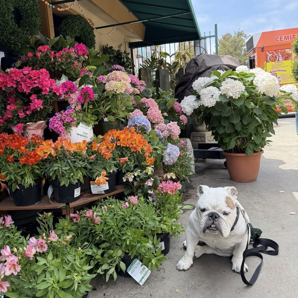 Armstrong Garden Centers - Nurseries & Gardening Near Me - Santa Monica, California